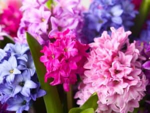 Pink and Purple Hyacinth