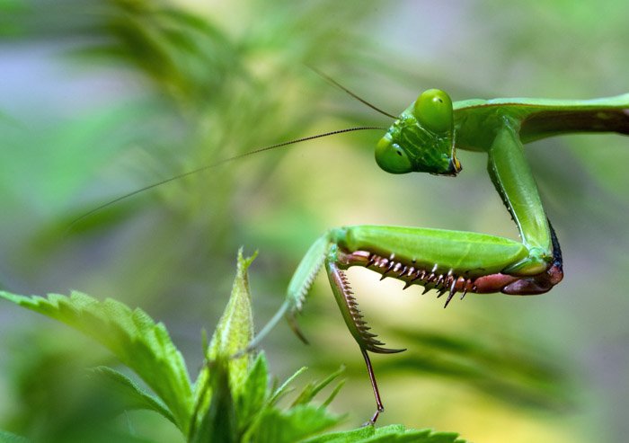 A close up photography shot of a praying mantis taken with a macro lens