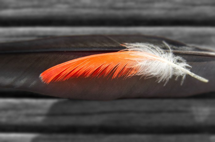 Macro pictures of an orange and white feather
